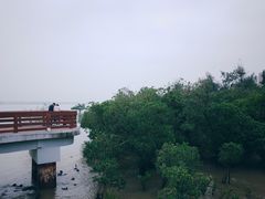 -宝安西湾红树林湿地公园