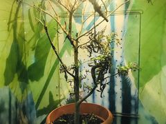-上海大自然野生昆虫馆(东方明珠·爬宠昆虫探索中心)