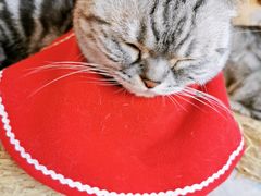 -猫儿山۰猫主题餐厅