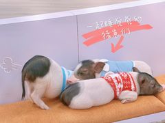 -猪盟咖啡店(玖洲道店)