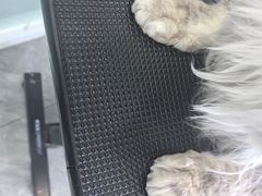 -爱洗澡的猫(望京店)
