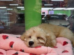 -FAELING PETS美天灵宠物(合生汇店)