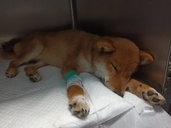 -瑞派·关忠动物医院·异宠专科·犬猫肿瘤·皮肤专科(望京店)