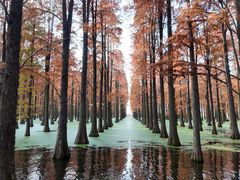 -渌洋湖湿地公园