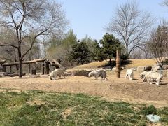 -北京野生动物园