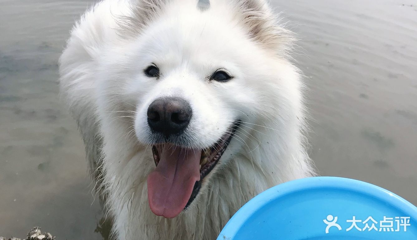 说走就走🌞拖家带狗🐶