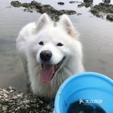 说走就走🌞拖家带狗🐶