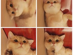 -猫大福·Fortune Cat猫舍(百子湾店)