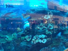 -迪拜水族馆及水下动物园