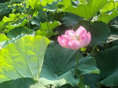 -陈家山荷花公园