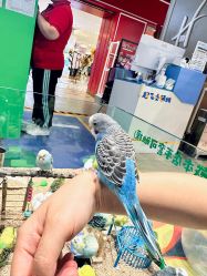 -哈姆雷斯(王府井百货大楼店)