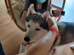 -Husky Go! 哈士奇体验馆·宠物咖啡厅狗咖