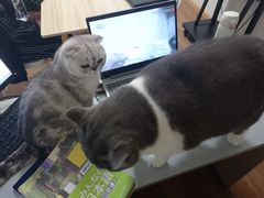 -猫音日语留学培训