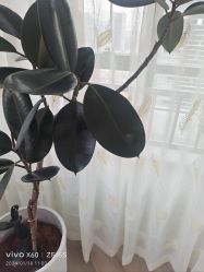 -HEYAN荷妍专业脱毛连锁机构