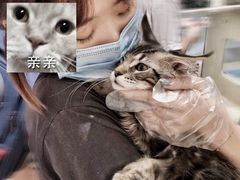 -屋虎猫馆(宝安大仟里店)