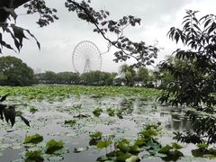 -无锡蠡湖国家湿地公园-蠡园