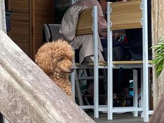 -爱侣宠医·鹦鹉专科·小型哺乳类·异宠专科(灵石路店)