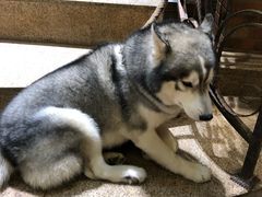 -more than meow吴止猫主题餐厅(承德 中船汇店)