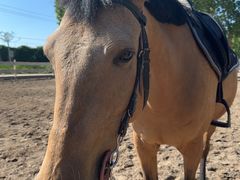 -北京群众马术培训基地