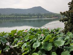景点-西湖外事游船(花港观鱼码头)