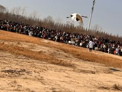 -盐城丹顶鹤湿地生态旅游区