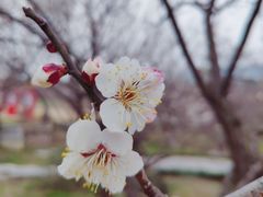 -香雪海