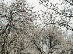-桃花堤公园