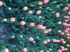 洛阳郁金香牡丹园-洛阳郁金香牡丹园