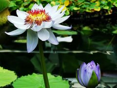 -国家植物园南园