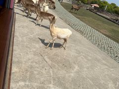 -常州淹城野生动物世界