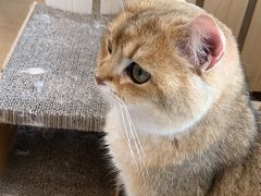-Let's go狗咖·猫咖·奶狗·桌游(春熙路IFS店)