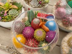 -龙大花卉苗木市场