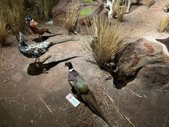 -陕西自然博物馆