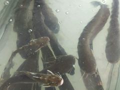 android_upload_pic-鲜鱼居饭店