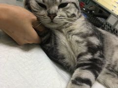-特一安24小时宠物医院·骨科·中兽医