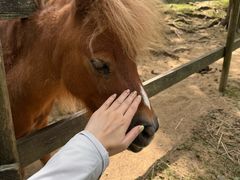 -神户市立六甲山牧场