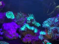 -悉尼海洋生物水族馆