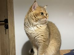 -欣宠猫屋·矮脚拿破仑·蓝金金渐层