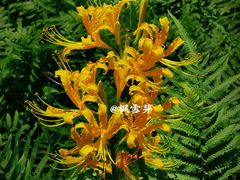 -杭州植物园