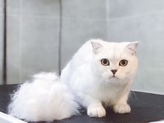 猫咪SPA-Double Rui宠物酒店