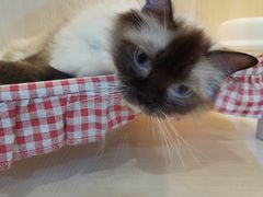-momokira米努特·德文卷毛猫·棉花面纱犬