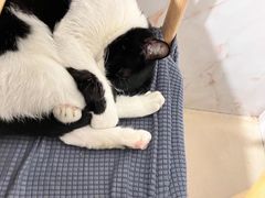 -炉旺斋上海小笼包·小馄饨