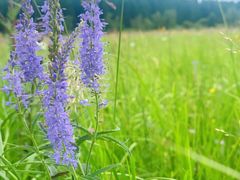 -塞罕坝国家级自然保护区