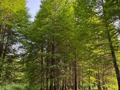 -溱湖国家湿地公园