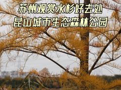 -昆山城市生态森林公园