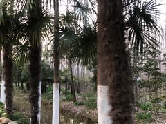 -合肥滨湖国家森林公园