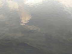 -贵阳市花溪国家城市湿地公园