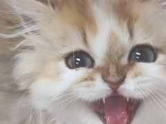 -十月米努特矮脚猫舍