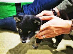 -逗柴咖啡屋·狗咖猫咖宠物桌游