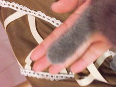 -三花喵·撸猫购宠·宠物生活馆(虹桥南丰城店)